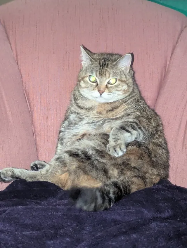 Norah: little chonker